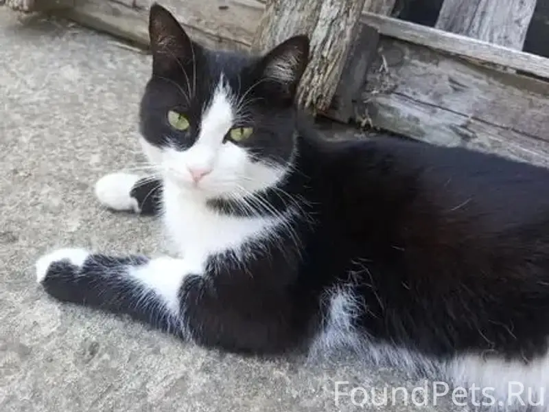 Пропал кот