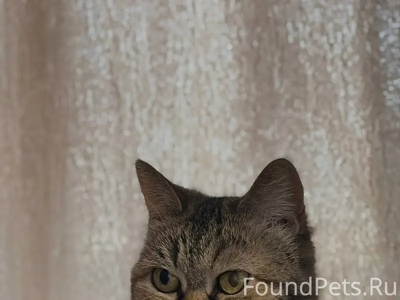 Пропала трёхцветная кошка Муся, Волгоград