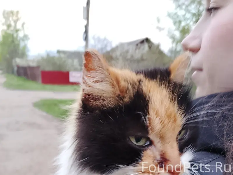 Найдена бездомная кошка, около церкви сорокаучеников