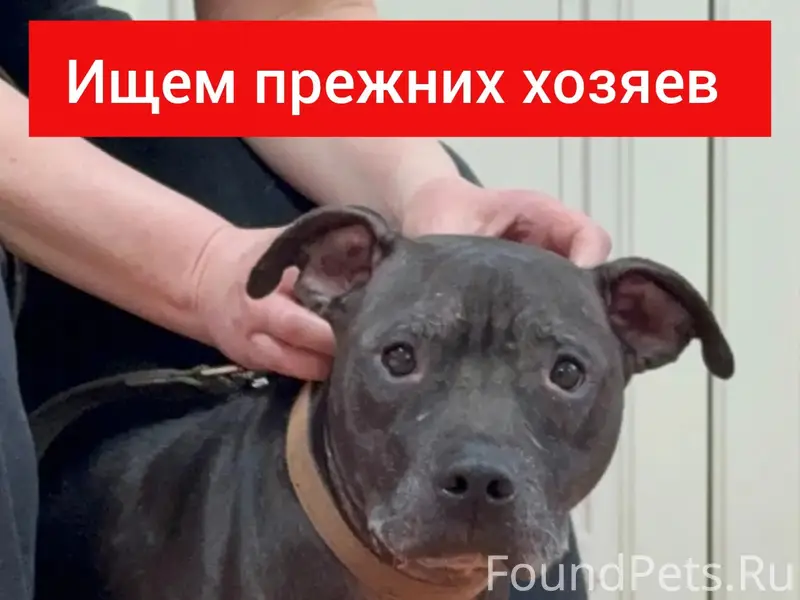 Найденна собака, ул. Тульская