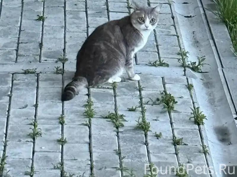 Найдена кошка, Советский район