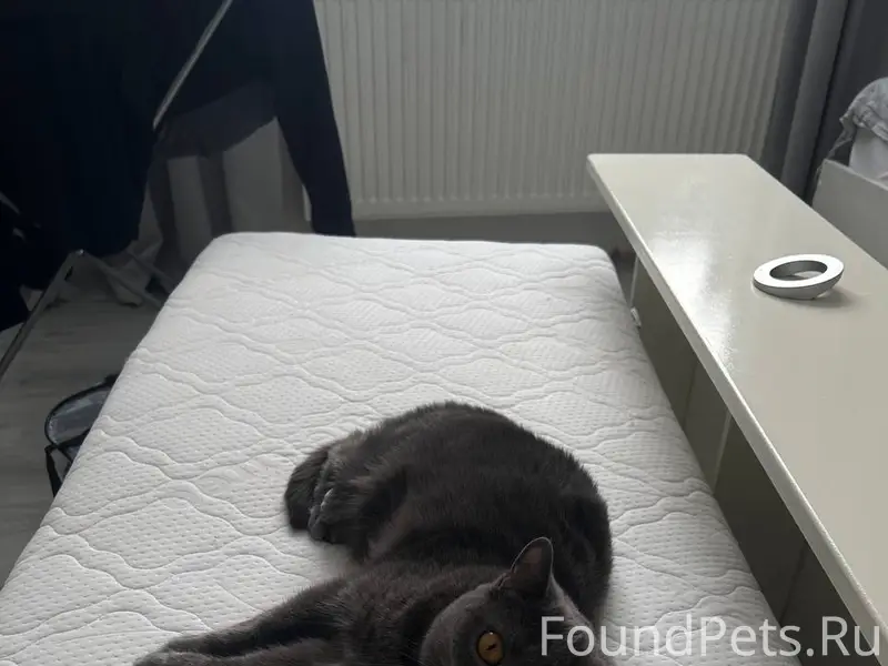 Пропала кошка Ляля, Отрадовка
