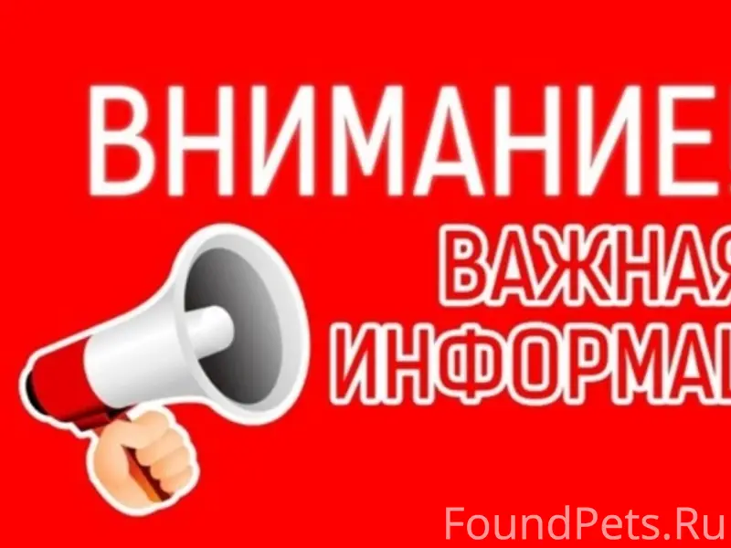 Найден пёс с ошейником, д. Тарова
