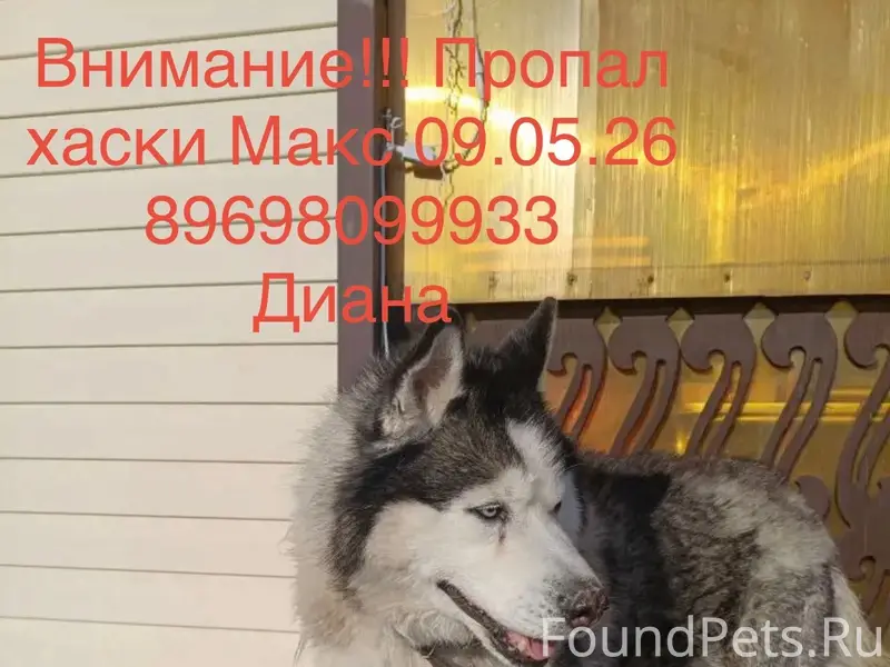 Пропал Хаски Макс, пос. Винзили