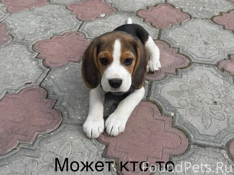Пропала собака Бигль, Судак, Октябрьская 32