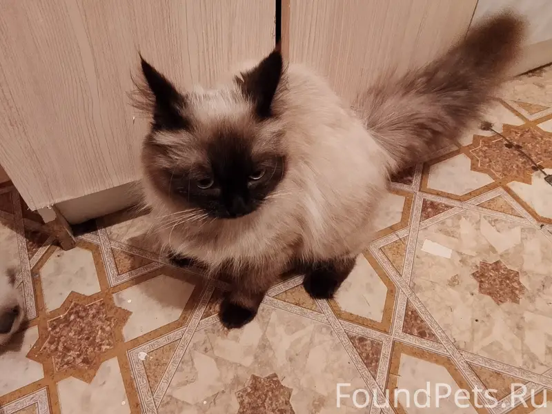 Пропал кот, улица Центральная