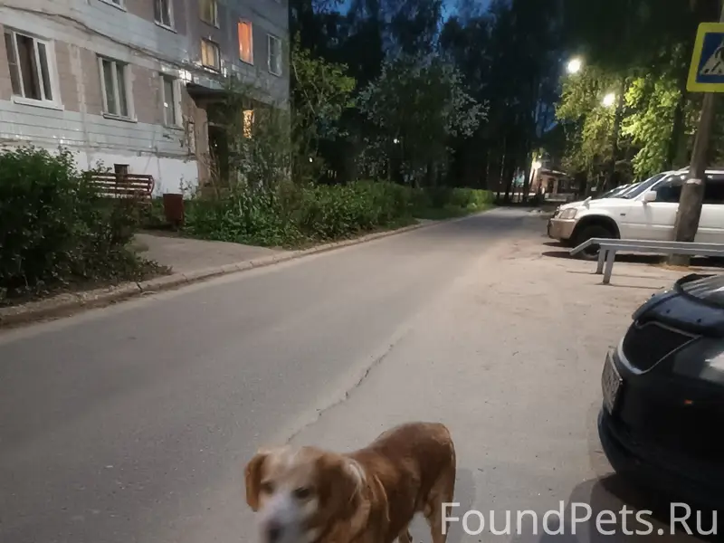Пропала собака, улица Мира