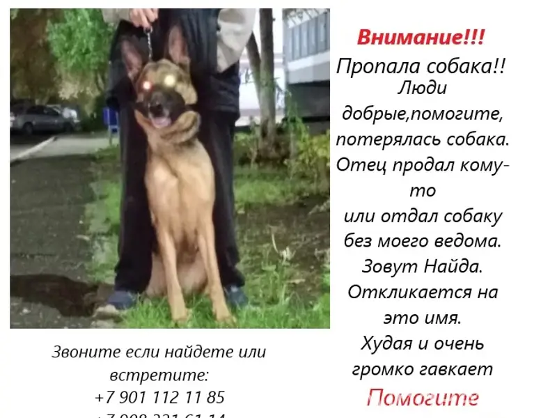 Пропала немецкая овчарка, г. Оренбург