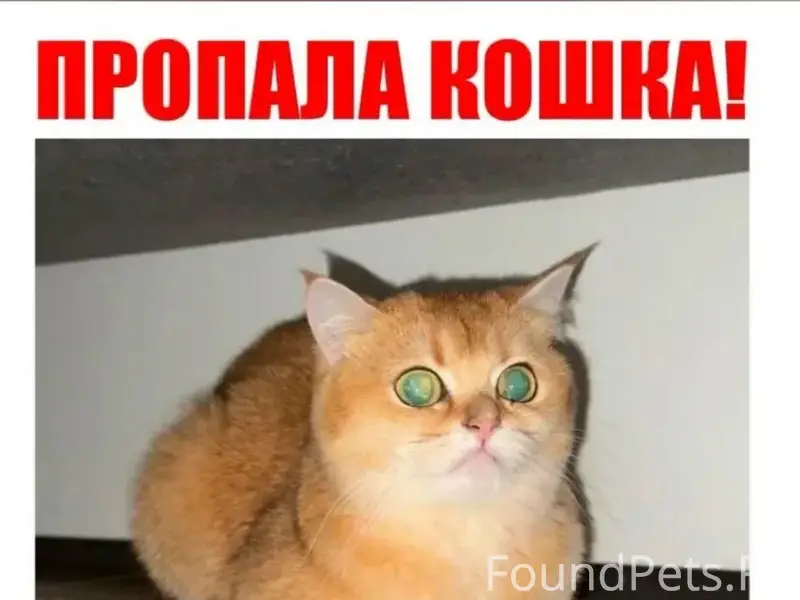 Пропала кошка Амина, район Некрасова, г. Выборг