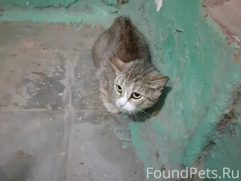 Найдена кошка, Олимпийская 23/210