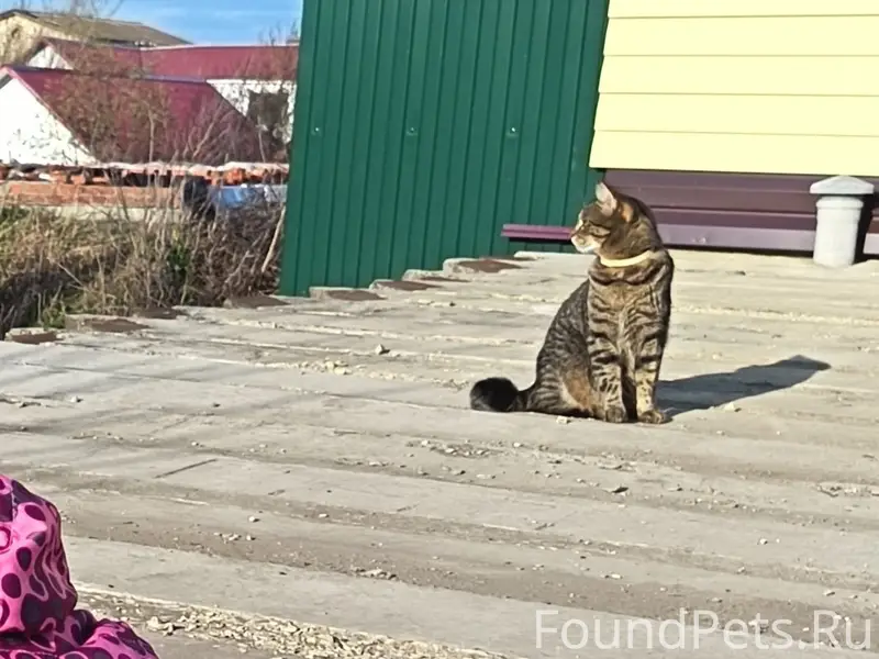 Пропал кот, ул. Парковая