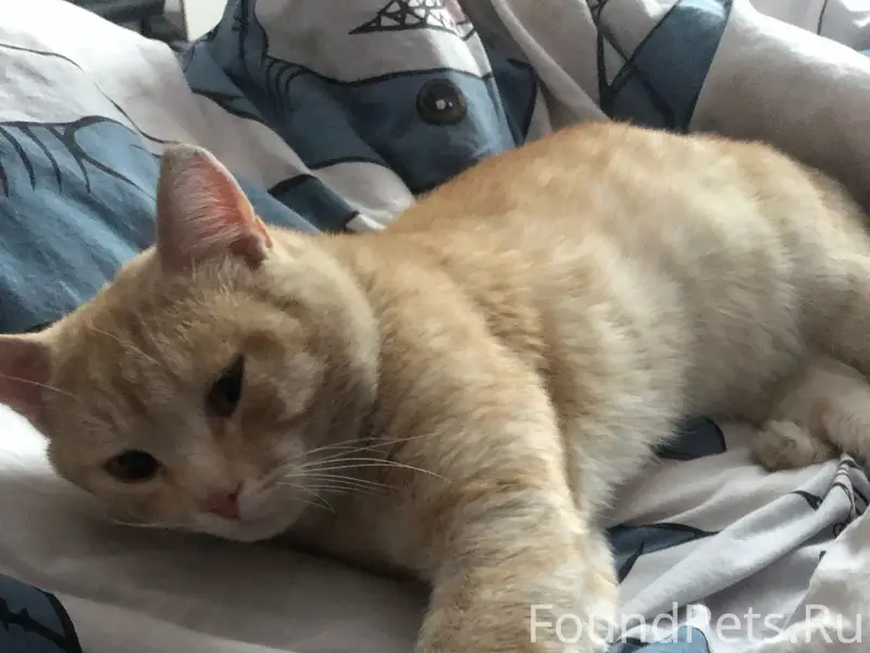 Пропал кот, Черёмушки