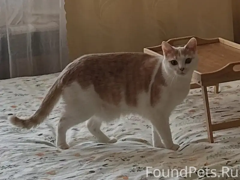 Пропала кошка Даня, Машиностроителей 22