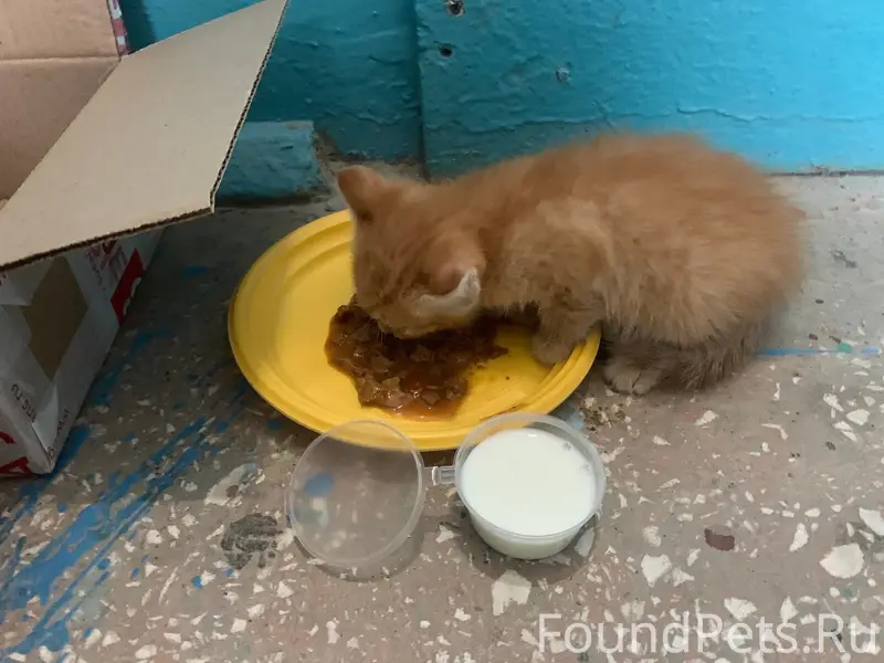 Найден котёнок, 7а мкр