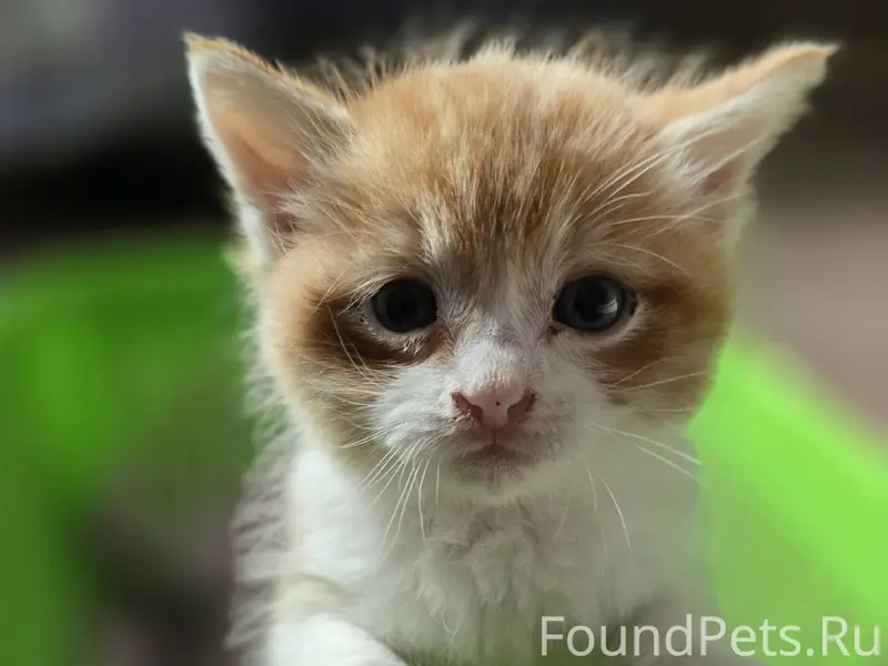 Найдена кошка Тёмочка