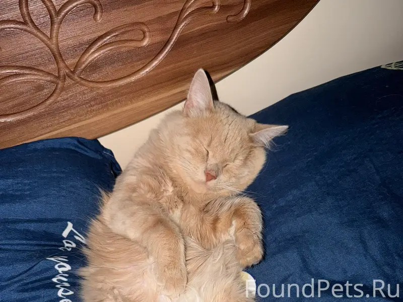 Пропал кот, улица 1 Мая