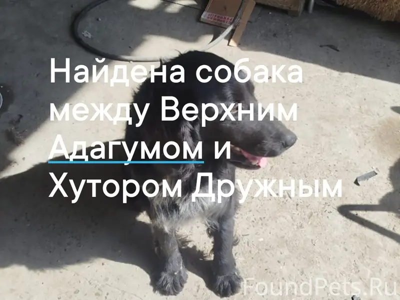 Найден кобель, район Верхний Адагум, хутор Дружный