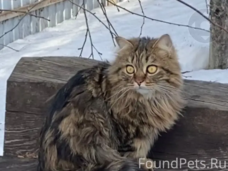 Пропала кошка Варя, Старая Гальянка