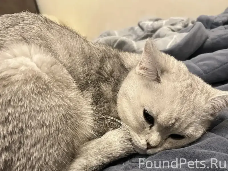 Найден котик