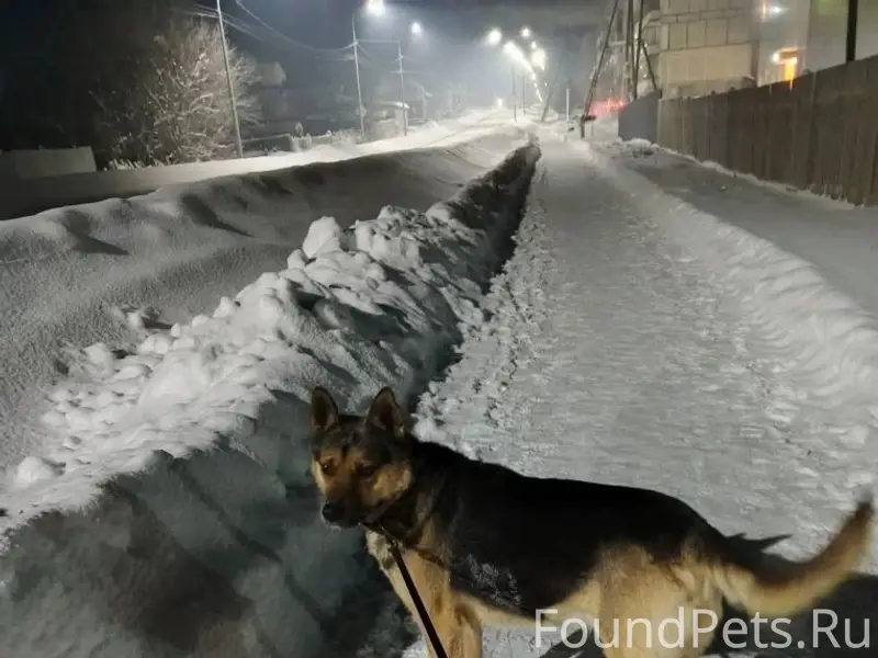 Пропал фенотип немецкой овчарки Мишка