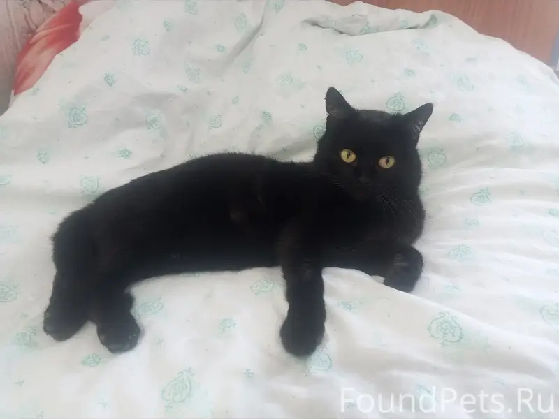 Пропал кот Жулик