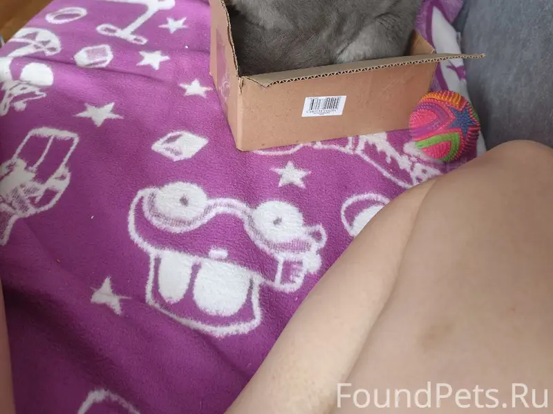 Пропал кот,
