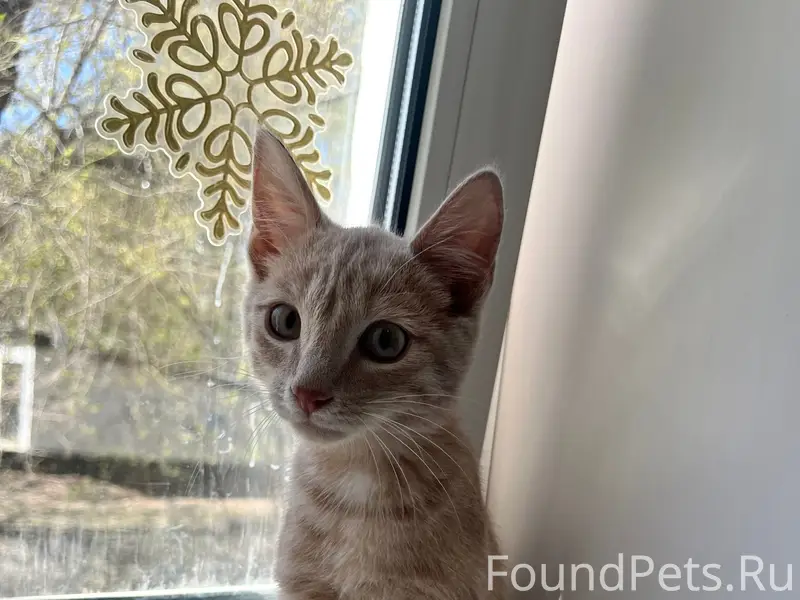 Найден котёнок, Чайковский 2