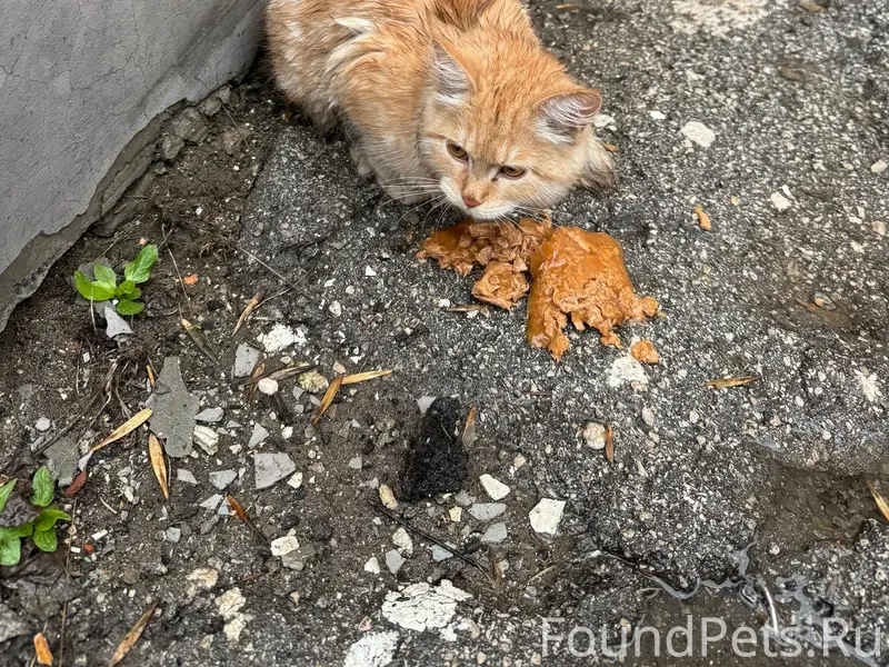 Найдена кошка, ул. Калинина