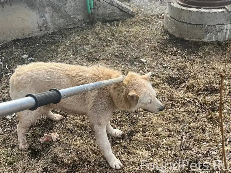 Пропал пёс Кучум, Североуральский округ