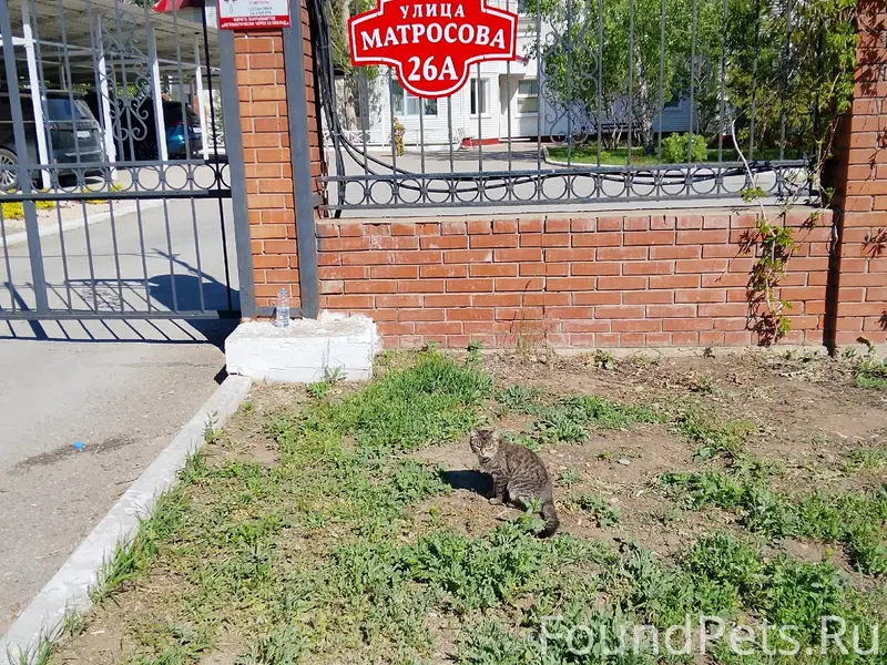 Найдена кошка, Комсомольский р-н