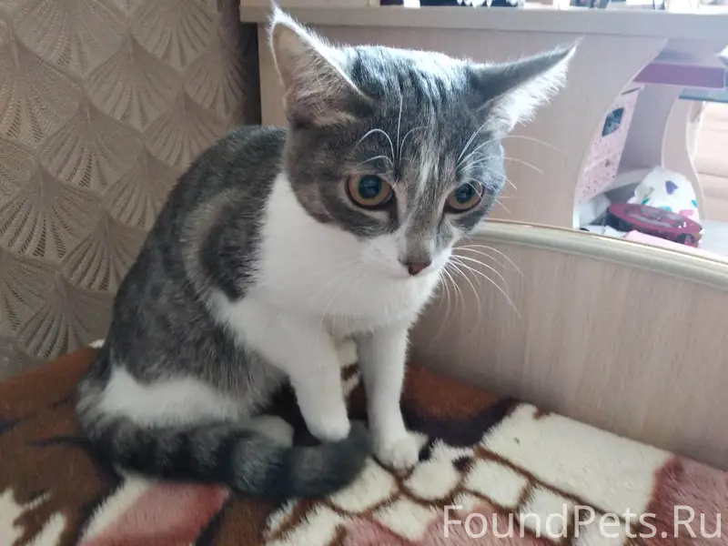 Найден котенок