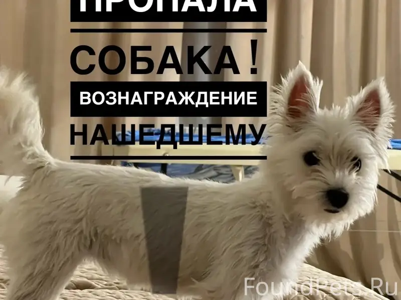 Пропала собака,