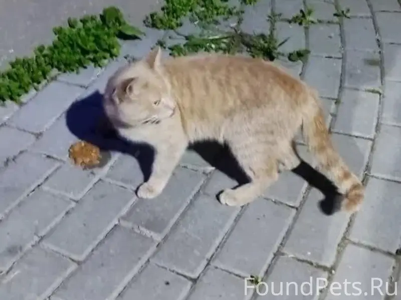 Пропал кот, Машзавод