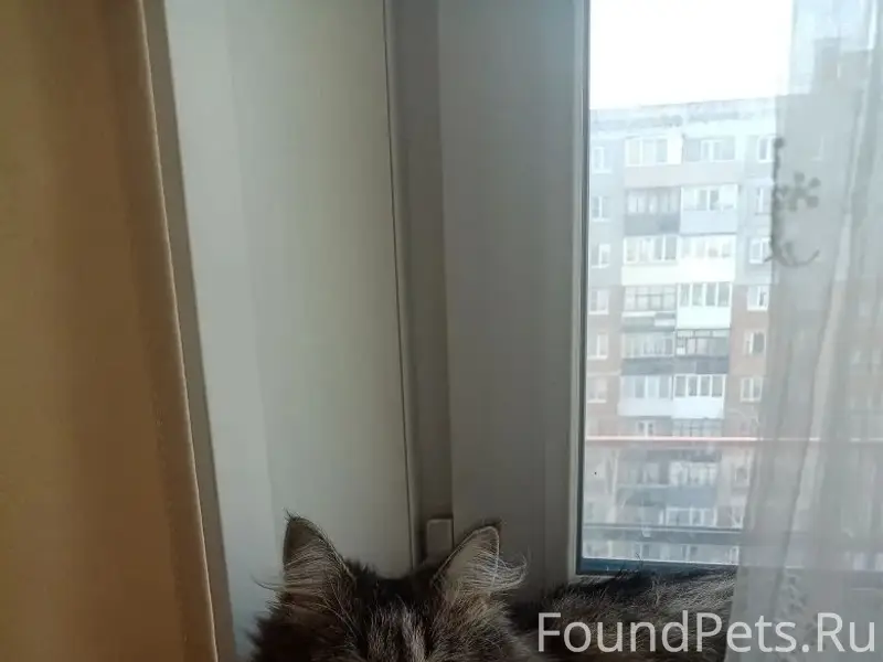 Пропала кошка, ул. Октябрьская