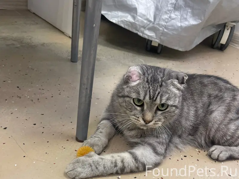 Найден котик Соул, Снежинск