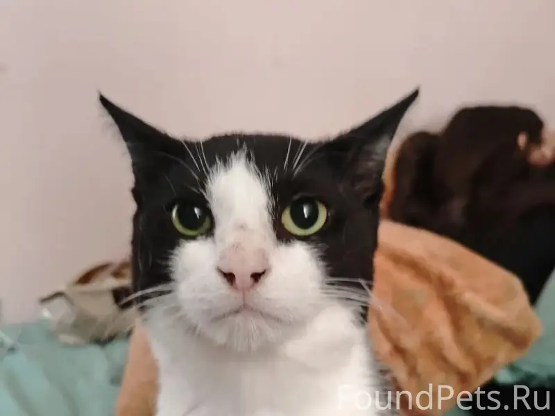 Пропал кот Федя, район Бабушкина