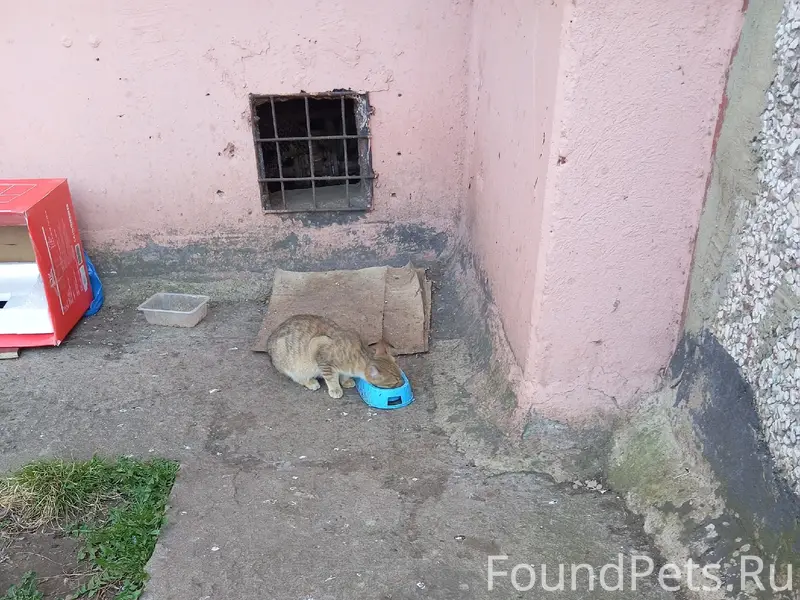 Пропали котята, мальчик кремовый и девочка пестренькая, 2 мкр