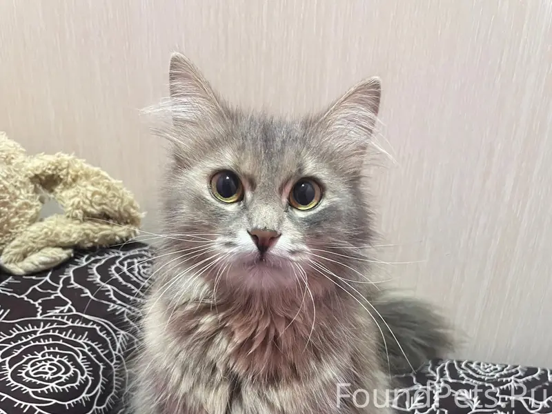 Найдена кошка, возможно породистая