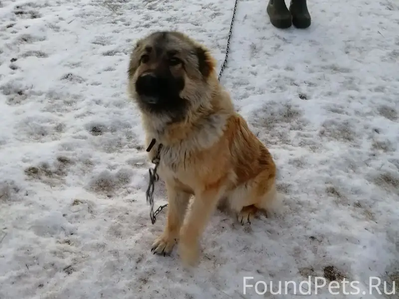 Пропала собака Маруся