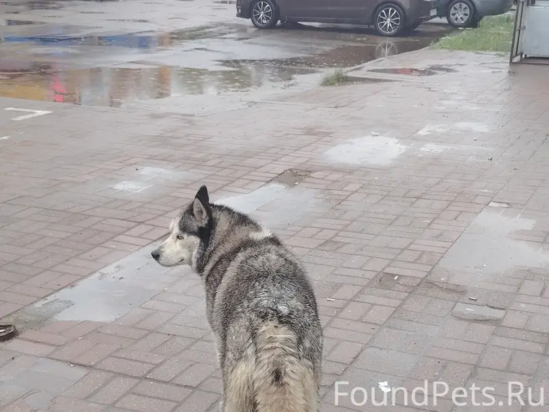 Найдена собака Хаски, ул. Чаадаева, Нижний Новгород