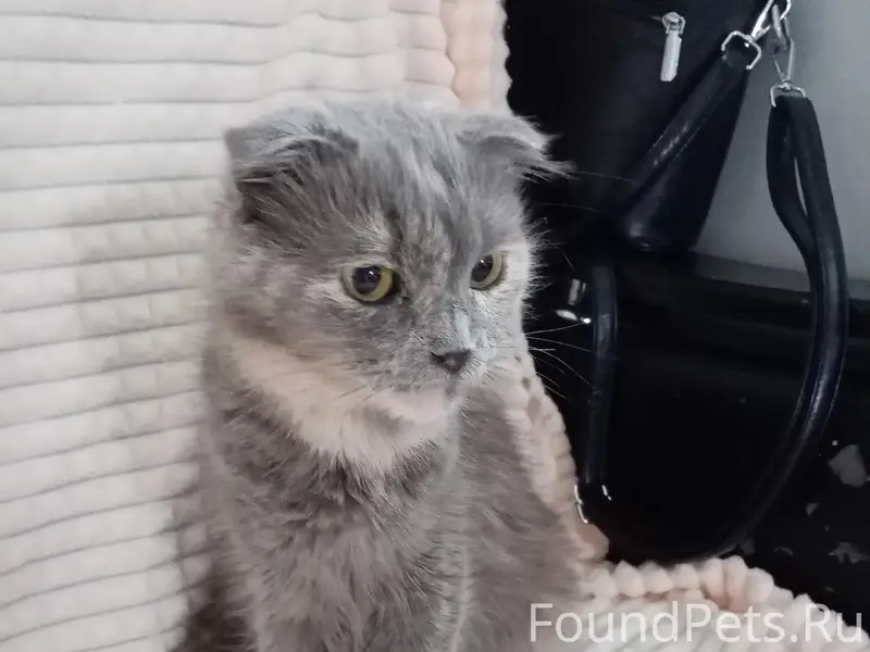 Найдена вислоухая кошка, Батовская