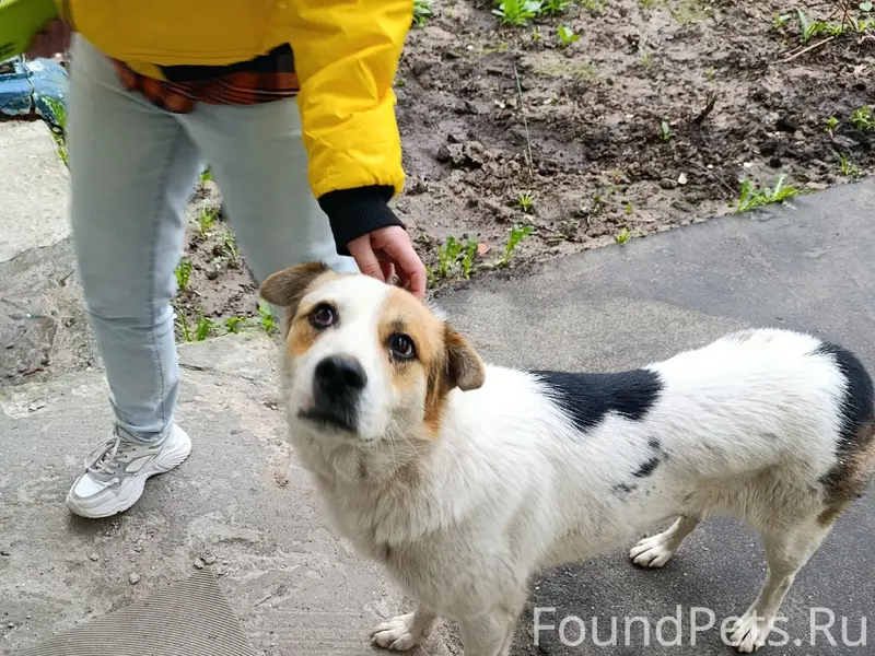 Пропала собака, около Пионерская 9