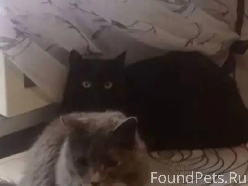 Пропал чёрный кот Черныш, Калуга