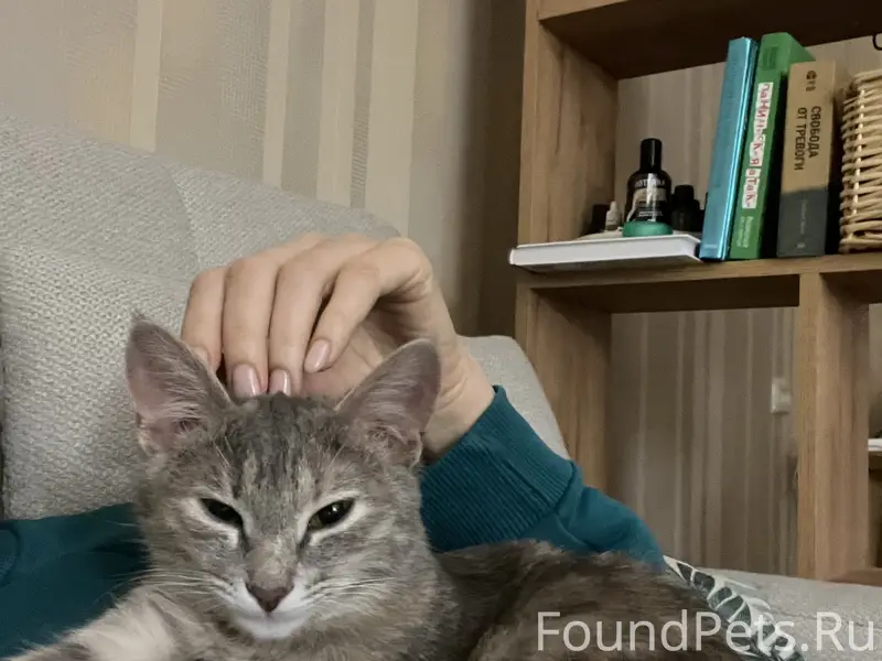Пропала серая кошка в розовой шлейке. 
