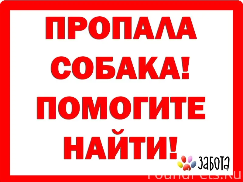 Пропала лайка Ася, район Герцена