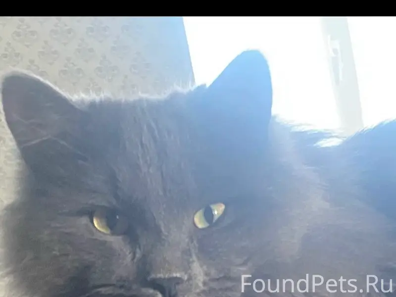 Пропал кот,