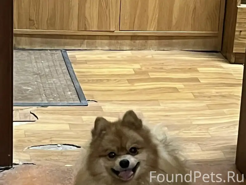 Пропал шпиц Тим, Центральный район