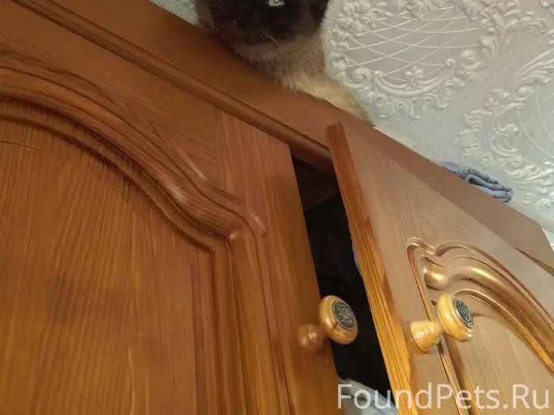 Пропал сиамский кот, центр Инза