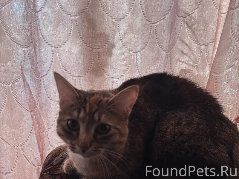 Пропала кошка Муся, район магазина Мечта