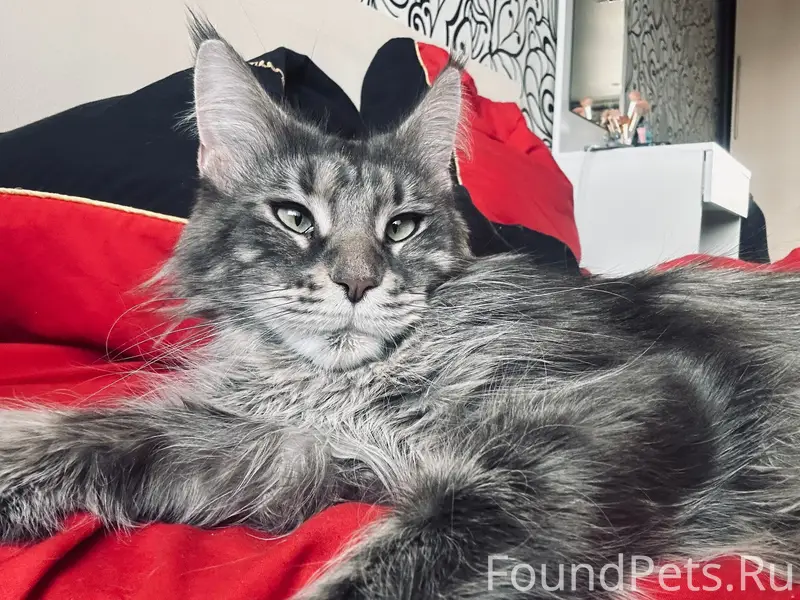 Пропала кошка Женя, район 6 школы